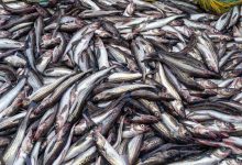 Editorial: Pollock gets political as the fish wars hit the campaign trail