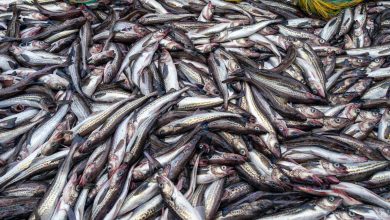 Editorial: Pollock gets political as the fish wars hit the campaign trail