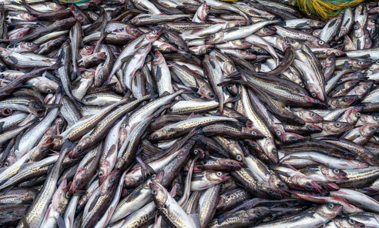 Editorial: Pollock gets political as the fish wars hit the campaign trail