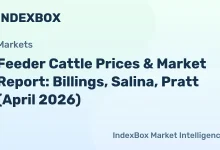 USDA Feeder Cattle Prices & Futures Report – April 2026 Market Data – News and Statistics