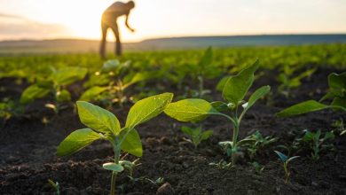 Syngenta mulls IPO, sees double-digit growth in biologicals