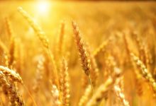 Barrick Mining, Desert Gold, Deutsche Bank, and Commerzbank!