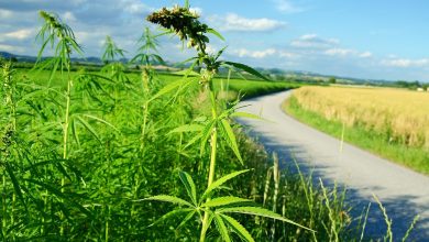 Organigram Global Inc (OGI) Raises 2026 Guidance on Sanity Acquisition Organigram Global Inc (OGI) Raises 2026 Guidance on Sanity Acquisition