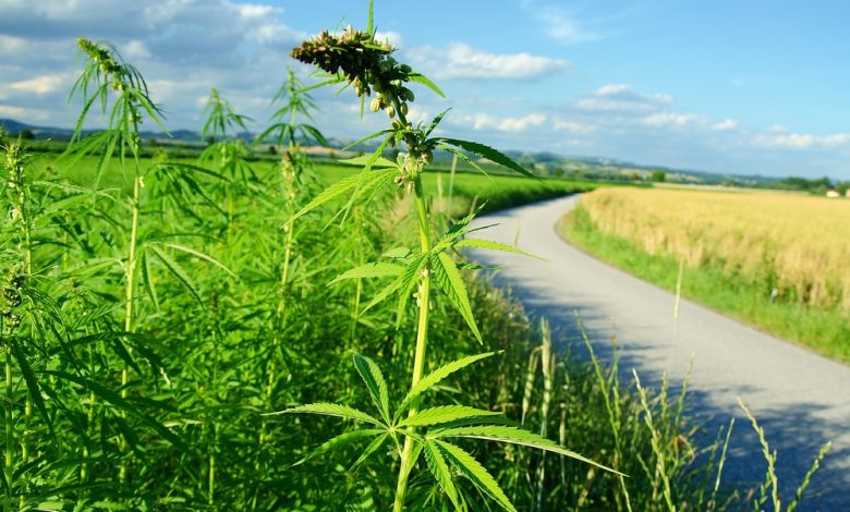 Organigram Global Inc (OGI) Raises 2026 Guidance on Sanity Acquisition Organigram Global Inc (OGI) Raises 2026 Guidance on Sanity Acquisition