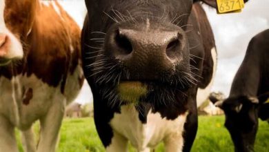 Cattle Futures Crash & Burn While Cash Markets Remain Steady Cattle Futures Crash & Burn While Cash Markets Remain Steady