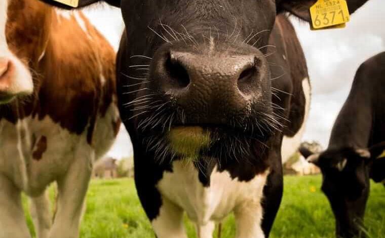Cattle Futures Crash & Burn While Cash Markets Remain Steady Cattle Futures Crash & Burn While Cash Markets Remain Steady