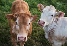 Cattle Futures Recover and End Week on a Positive Note