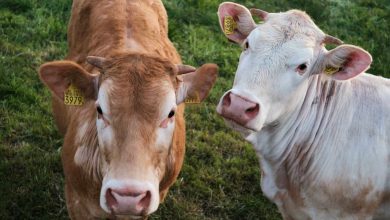 Cattle Futures Recover and End Week on a Positive Note