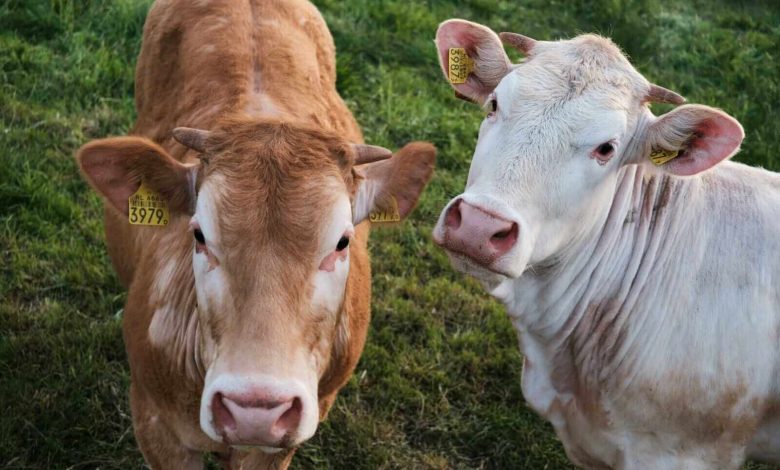 Cattle Futures Recover and End Week on a Positive Note Cattle Futures Recover and End Week on a Positive Note