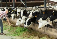 Cattle Futures Fall on Friday, Ignoring Stronger Cash Trade
