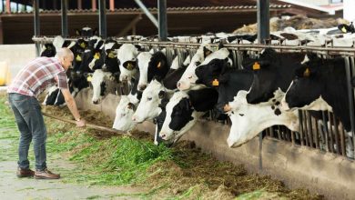 Cattle Futures Fall on Friday, Ignoring Stronger Cash Trade