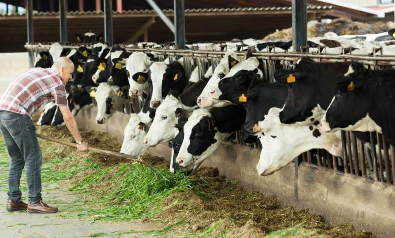Cattle Futures Fall on Friday, Ignoring Stronger Cash Trade