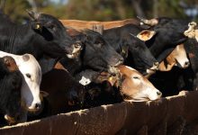 CME expands daily limits for cattle futures beginning June 1