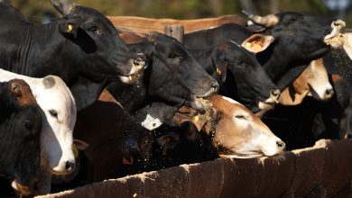 CME expands daily limits for cattle futures beginning June 1