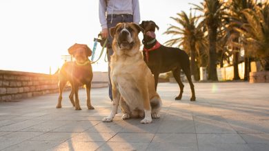 IDOG ETF: International Value Rotation Supports Further Upside (NYSEARCA:IDOG)