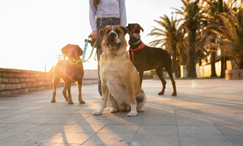 IDOG ETF: International Value Rotation Supports Further Upside (NYSEARCA:IDOG)