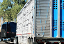 Livestock Analysis | Cattle futures carve fresh near-term lows