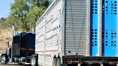 Livestock Analysis | Firm cash trade fails to lift live cattle futures