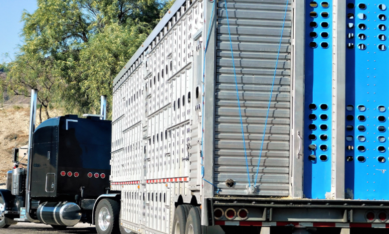 Livestock Analysis | Firm cash trade fails to lift live cattle futures