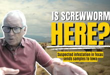 Suspected screwworm infestation in Texas sends samples to federal lab in Iowa for testing