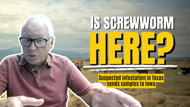 Suspected screwworm infestation in Texas sends samples to federal lab in Iowa for testing Suspected screwworm infestation in Texas sends samples to federal lab in Iowa for testing