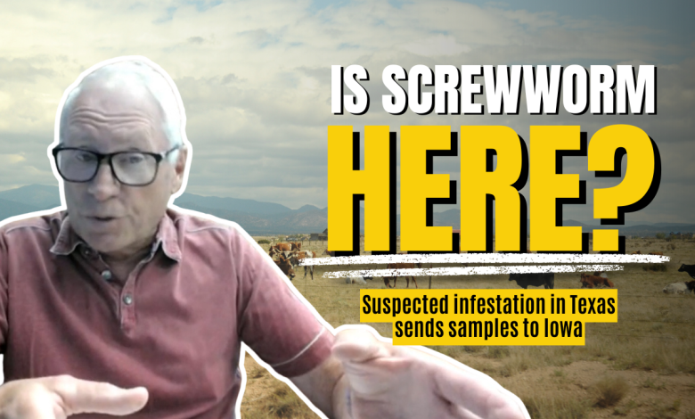 Suspected screwworm infestation in Texas sends samples to federal lab in Iowa for testing Suspected screwworm infestation in Texas sends samples to federal lab in Iowa for testing