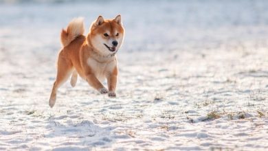 If You’d Invested ,000 in Dogecoin 10 Years Ago, Here’s How Much You’d Have Today If You’d Invested ,000 in Dogecoin 10 Years Ago, Here’s How Much You’d Have Today