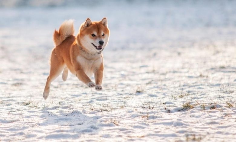 If You’d Invested ,000 in Dogecoin 10 Years Ago, Here’s How Much You’d Have Today