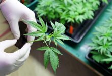 Are Ananda Pharma (LSE:ANA) And Celadon Pharmaceuticals (LSE:CEL) Keeping UK Cannabis Stocks On Watch?