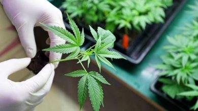 Are Ananda Pharma (LSE:ANA) And Celadon Pharmaceuticals (LSE:CEL) Keeping UK Cannabis Stocks On Watch?