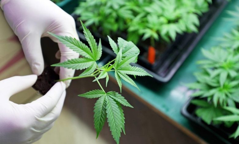 Are Ananda Pharma (LSE:ANA) And Celadon Pharmaceuticals (LSE:CEL) Keeping UK Cannabis Stocks On Watch?
