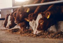 Live Cattle, Lean Hog Futures Fade as Overall Production Levels Lag