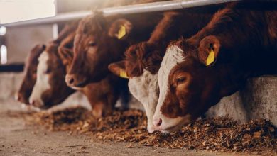 Live Cattle, Lean Hog Futures Fade as Overall Production Levels Lag Live Cattle, Lean Hog Futures Fade as Overall Production Levels Lag