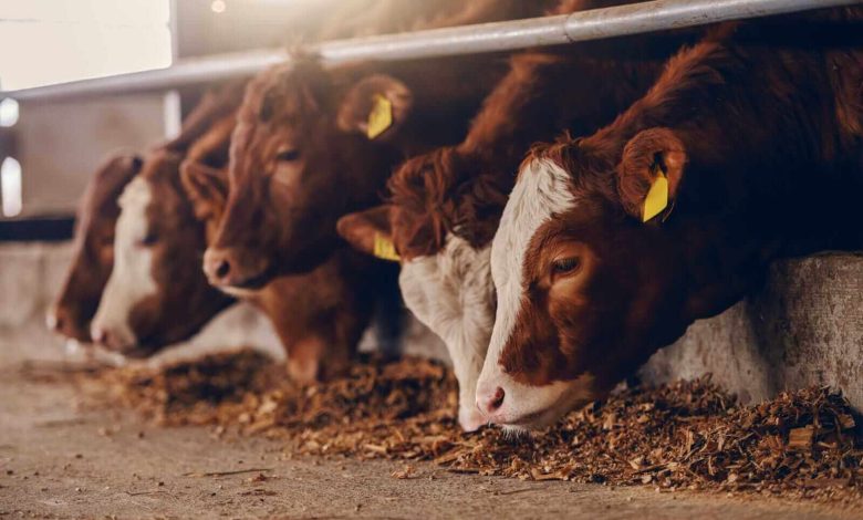 Live Cattle, Lean Hog Futures Fade as Overall Production Levels Lag Live Cattle, Lean Hog Futures Fade as Overall Production Levels Lag