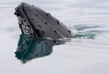 Bitcoin whales load up on .2 billion in BTC as ETFs attract 0 million