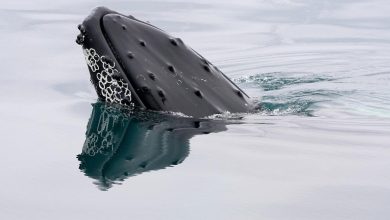 Bitcoin whales load up on .2 billion in BTC as ETFs attract 0 million Bitcoin whales load up on .2 billion in BTC as ETFs attract 0 million
