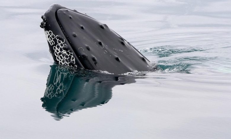 Bitcoin whales load up on .2 billion in BTC as ETFs attract 0 million Bitcoin whales load up on .2 billion in BTC as ETFs attract 0 million