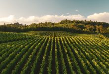 Why potash stocks are tied to an overlooked critical mineral