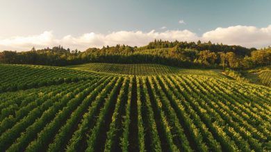 Why potash stocks are tied to an overlooked critical mineral Why potash stocks are tied to an overlooked critical mineral