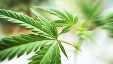 Will Retail Expansion Strengthen Trulieve Cannabis (TSXV:TCNNF) Growth?