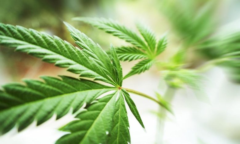 Will Retail Expansion Strengthen Trulieve Cannabis (TSXV:TCNNF) Growth? Will Retail Expansion Strengthen Trulieve Cannabis (TSXV:TCNNF) Growth?