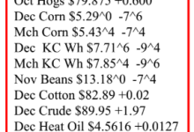 Cattle Futures Recover as Packers Maintain Positive Margins