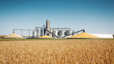 He Borrowed Against the Corn Instead of Selling It. One Tax Election Made the Loan Part of the Farm Income Social Security Counts. He Borrowed Against the Corn Instead of Selling It. One Tax Election Made the Loan Part of the Farm Income Social Security Counts.