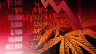 What Does Little Green Pharma (ASX:LGP) Bring to the Cannabis Stocks Sector?